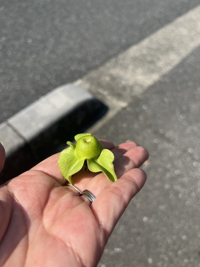 ちーっちゃ！｜写メ日記｜鳴海｜鶯谷 人妻デリヘル おふくろ