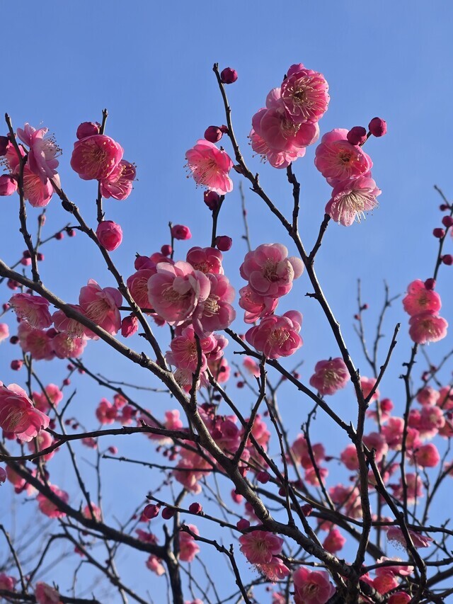 お久しぶりです♪︎｜写メ日記｜華｜錦糸町・小岩・葛西 人妻デリヘル 美妻隊