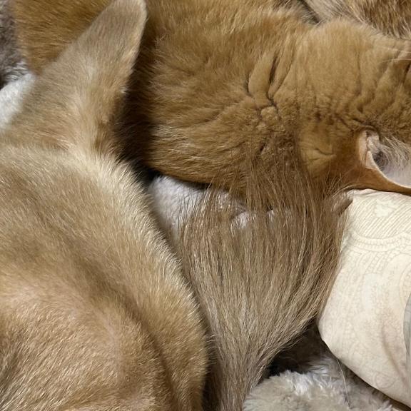 ありがとう｜写メ日記｜はる｜立川・八王子・三多摩 ぽっちゃりデリヘル 西東京市小平ちゃんこ