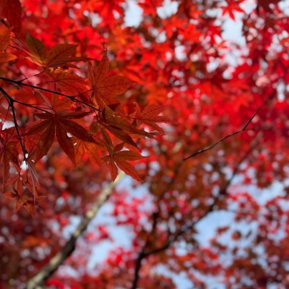 いいいろ、？｜写メ日記｜ふゆ｜立川・八王子・三多摩 ぽっちゃりデリヘル 西東京市小平ちゃんこ