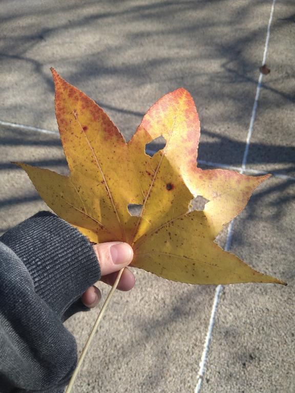 おおきいね｜写メ日記｜みい｜立川・八王子・三多摩 ぽっちゃりデリヘル 西東京市小平ちゃんこ
