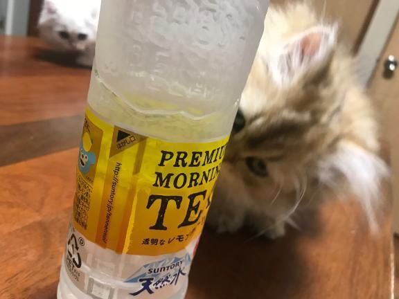 寒すぎ｜写メ日記｜もえの｜立川・八王子・三多摩 ぽっちゃりデリヘル 西東京市小平ちゃんこ