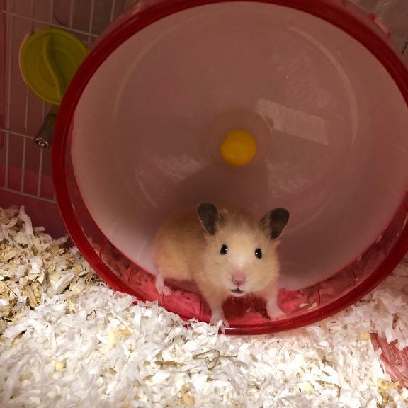 しゅっきんです｜写メ日記｜もえの｜立川・八王子・三多摩 ぽっちゃりデリヘル 西東京市小平ちゃんこ