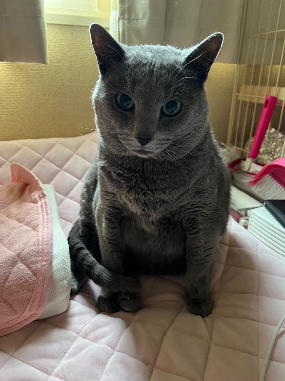 飼い猫の音弦(ねお)｜写メ日記｜みと｜立川・八王子・三多摩 ぽっちゃりデリヘル 西東京市小平ちゃんこ