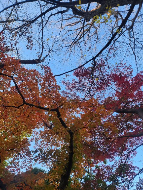 出勤しました*｡｜写メ日記｜いつき｜立川・八王子・三多摩 ぽっちゃりデリヘル 西東京市小平ちゃんこ