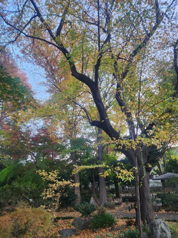 出勤しました*｡ﾟ｜写メ日記｜いつき｜立川・八王子・三多摩 ぽっちゃりデリヘル 西東京市小平ちゃんこ