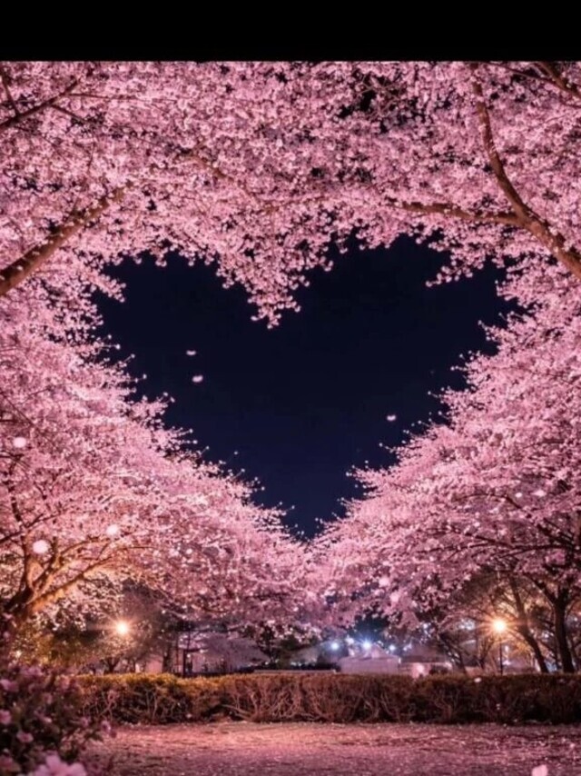 ♡春がきた♡｜写メ日記｜春海｜渋谷 人妻デリヘル 東京人妻フォーシーズンズ