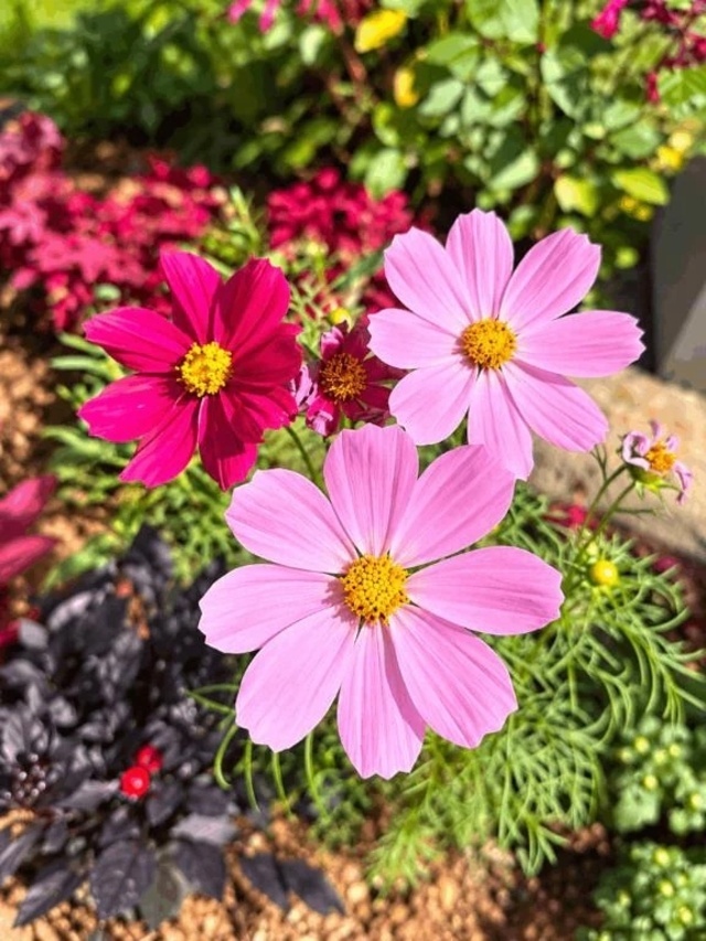 ♡秋桜♡