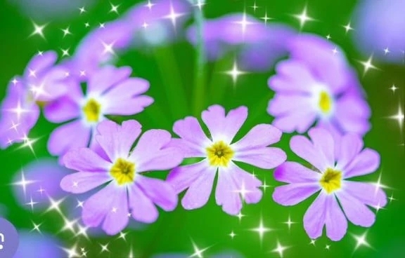 本日｜写メ日記｜華｜渋谷 人妻デリヘル 東京人妻フォーシーズンズ