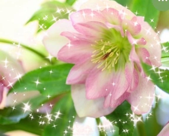 今週｜写メ日記｜華｜渋谷 人妻デリヘル 東京人妻フォーシーズンズ