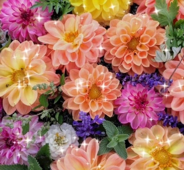 来週｜写メ日記｜華｜渋谷 人妻デリヘル 東京人妻フォーシーズンズ