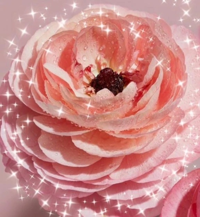 こんばんは｜写メ日記｜華｜渋谷 人妻デリヘル 東京人妻フォーシーズンズ