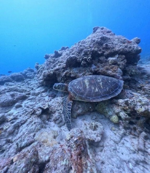 良い旅でした｜写メ日記｜知津留｜渋谷 人妻デリヘル 東京人妻フォーシーズンズ