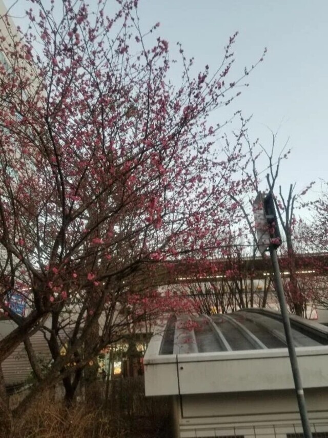 柚子です｜写メ日記｜柚子｜渋谷 人妻デリヘル 東京人妻フォーシーズンズ