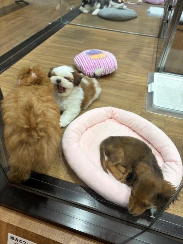 いつもありがとう御座います｜写メ日記｜莉穂｜渋谷 人妻デリヘル 東京人妻フォーシーズンズ