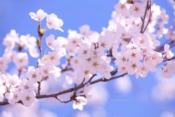 体調ご無理せずに居て下さい｜写メ日記｜莉穂｜渋谷 人妻デリヘル 東京人妻フォーシーズンズ