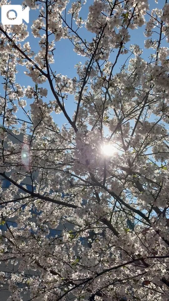 明日も宜しくお願い申し上げます｜写メ日記｜莉穂｜渋谷 人妻デリヘル 東京人妻フォーシーズンズ
