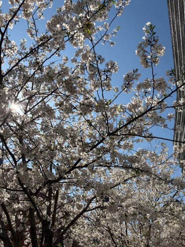 桜｜写メ日記｜莉穂｜渋谷 人妻デリヘル 東京人妻フォーシーズンズ