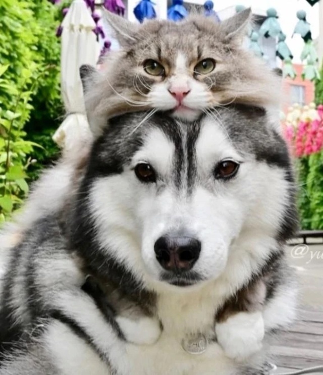 出勤します♪｜写メ日記｜静｜渋谷 人妻デリヘル 東京人妻フォーシーズンズ