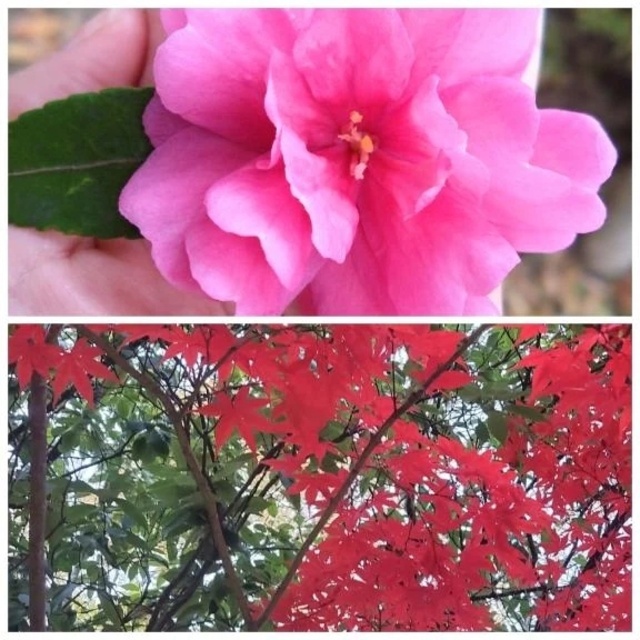 平日のルーティンです✨️｜写メ日記｜翠｜渋谷 人妻デリヘル 東京人妻フォーシーズンズ