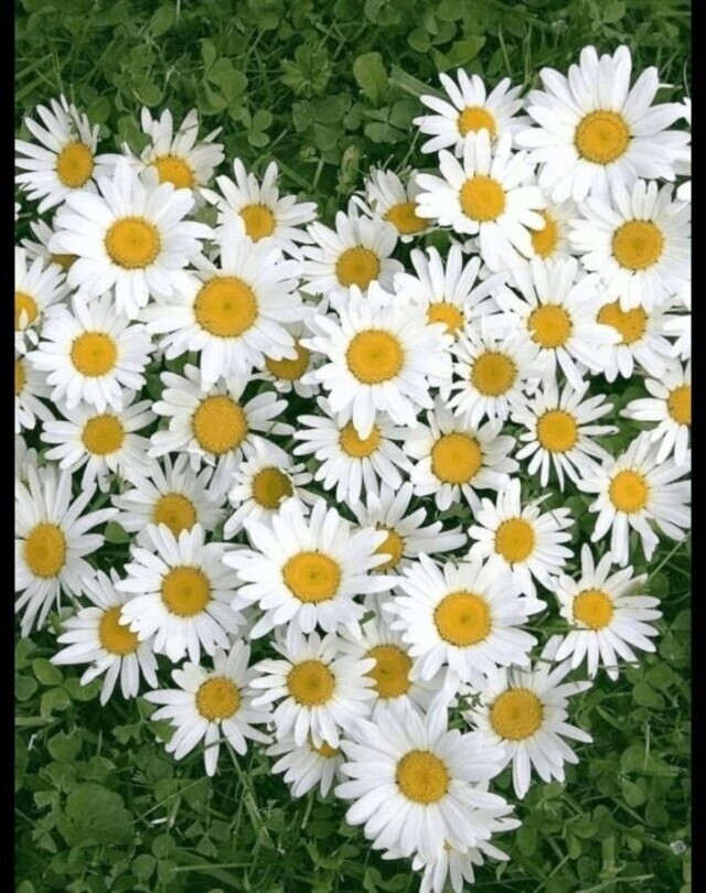 はちみつレモン🍋｜写メ日記｜翠｜渋谷 人妻デリヘル 東京人妻フォーシーズンズ