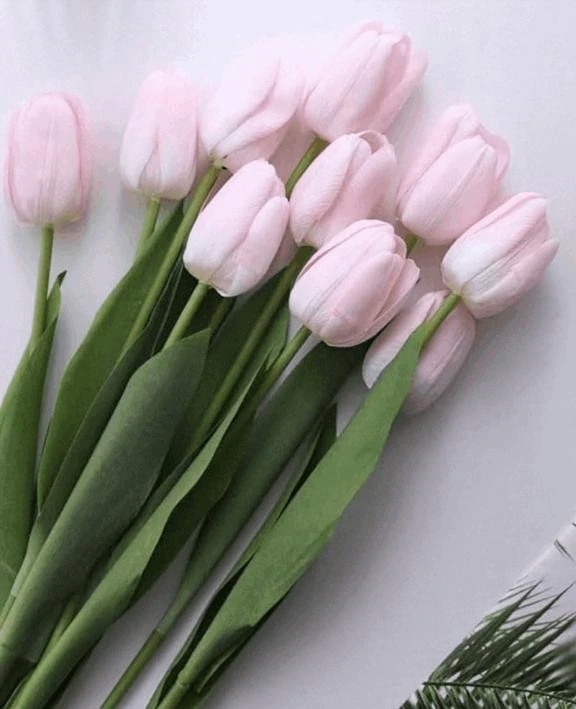 ぽかぽかいいお天気✨️｜写メ日記｜翠｜渋谷 人妻デリヘル 東京人妻フォーシーズンズ