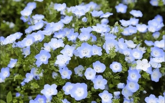 ぴょん🐰ぴょん🐰｜写メ日記｜翠｜渋谷 人妻デリヘル 東京人妻フォーシーズンズ