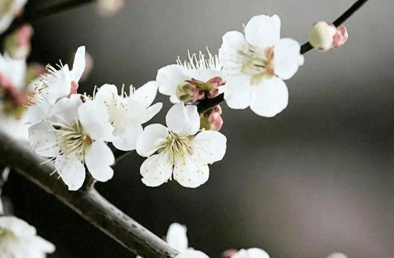 だ〜れだ🩷❔️｜写メ日記｜翠｜渋谷 人妻デリヘル 東京人妻フォーシーズンズ