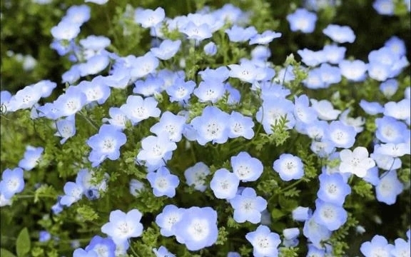 だーれだ🩷❔️｜写メ日記｜翠｜渋谷 人妻デリヘル 東京人妻フォーシーズンズ