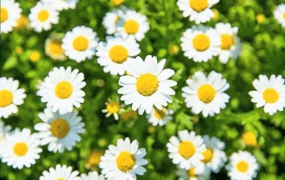 たい焼き🐟️と翠｜写メ日記｜翠｜渋谷 人妻デリヘル 東京人妻フォーシーズンズ