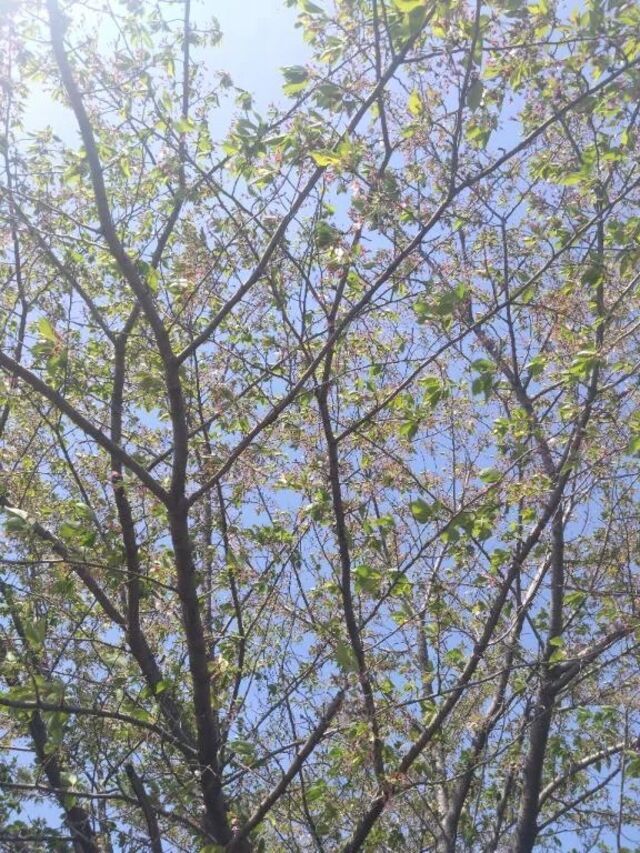 ネムネム〜おきますぅ🌸｜写メ日記｜翠｜渋谷 人妻デリヘル 東京人妻フォーシーズンズ