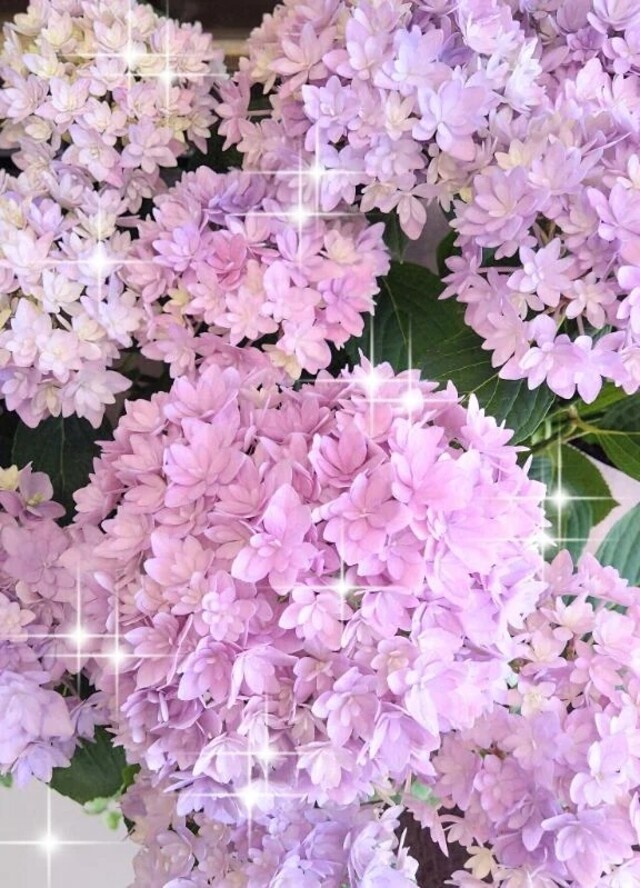 🌸本日14:30〜🌸｜写メ日記｜翠｜渋谷 人妻デリヘル 東京人妻フォーシーズンズ