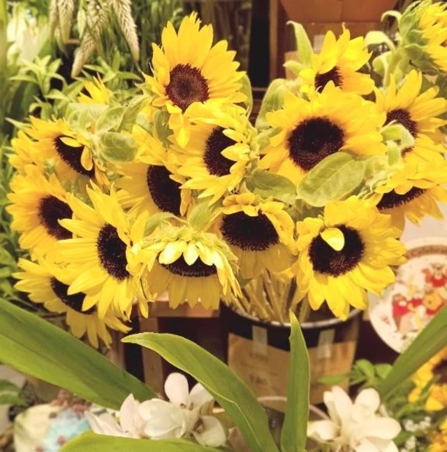 🌼娘ちゃんを送って帰りの電車の中です🌼｜写メ日記｜翠｜渋谷 人妻デリヘル 東京人妻フォーシーズンズ