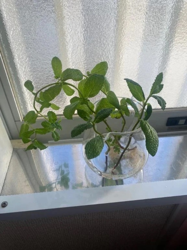 うれしい出来事⤴︎⤴︎｜写メ日記｜佳凛｜渋谷 人妻デリヘル 東京人妻フォーシーズンズ