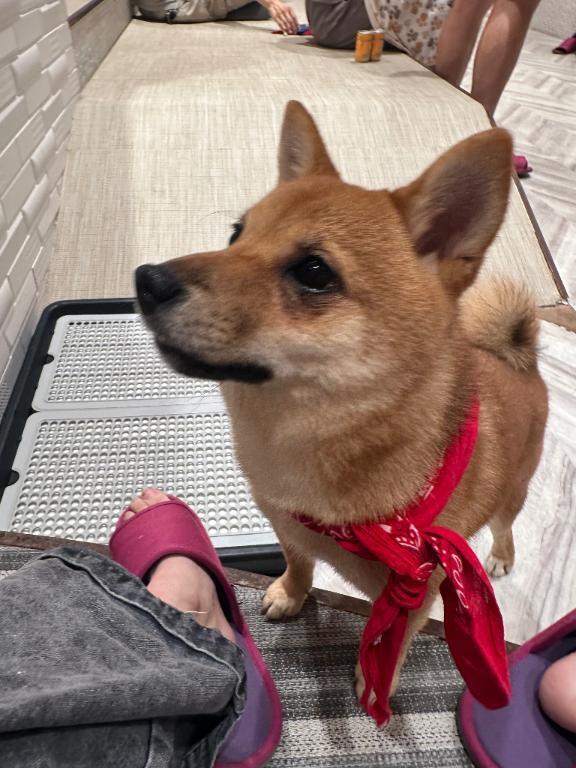 間違え出勤🥹｜写メ日記｜実里（みのり）｜錦糸町・小岩・葛西 人妻デリヘル 丸妻　錦糸町店